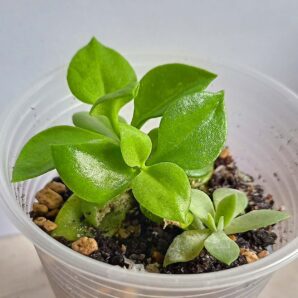 Aptenia cordifolia | 11