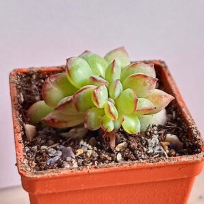 Echeveria 'Apus' f. cristata