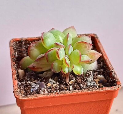 Echeveria 'Apus' f. cristata