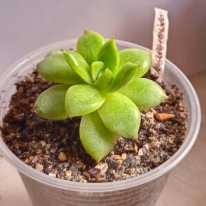 Echeveria agavoides