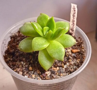 Echeveria agavoides