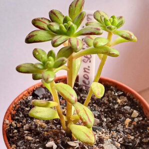 Aeonium sedifolium
