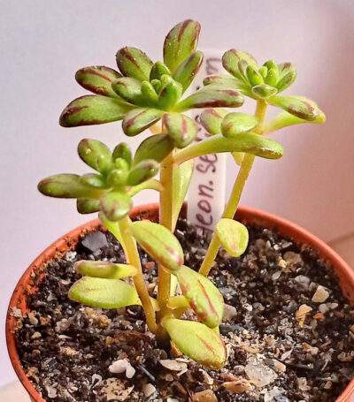 Aeonium sedifolium