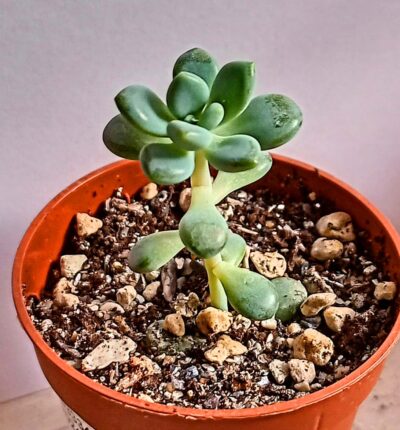 Pachyphytum pachyphytoides
