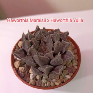 Haworthia Maraisii x Haworthia 'Yulia'
