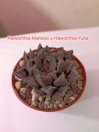 Haworthia Maraisii x Haworthia 'Yulia'
