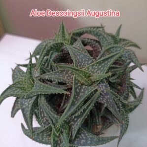 Aloe Descoingsii Augustina