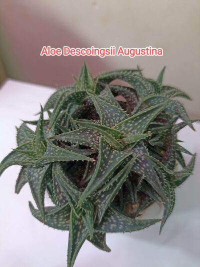 Aloe Descoingsii Augustina