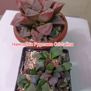 Haworthia Pygmaea Cristalina Детки
