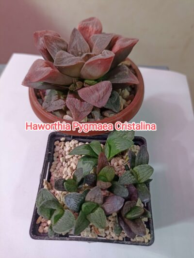 Haworthia Pygmaea Cristalina Детки