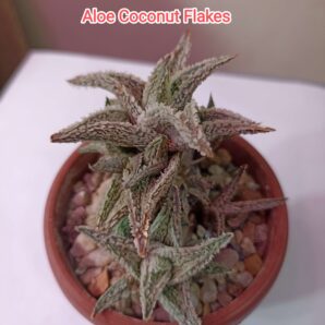 Aloe Coconut Flakes детки