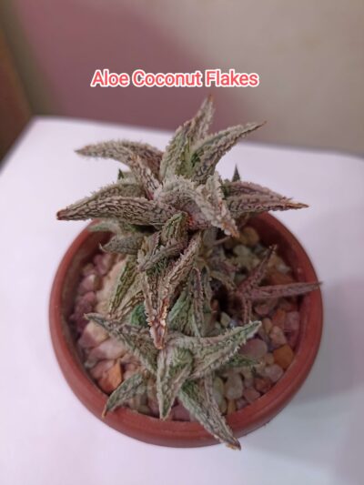 Aloe Coconut Flakes детки