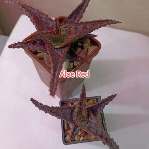 Aloe Red Hybrid