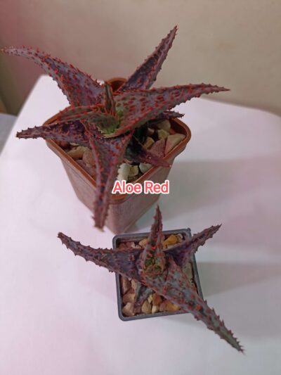 Aloe Red Hybrid