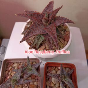 Aloe Raspberry Ruffles детки