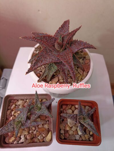 Aloe Raspberry Ruffles детки