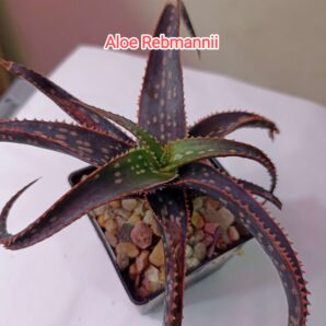 Aloe Rebmannii