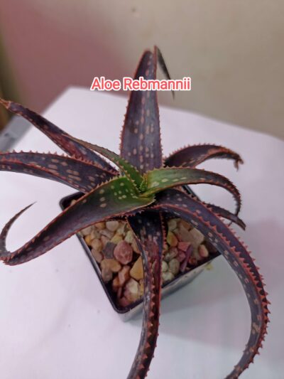 Aloe Rebmannii