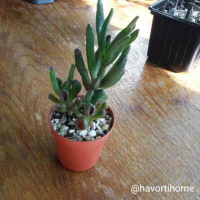 Crassula ovata Coral
