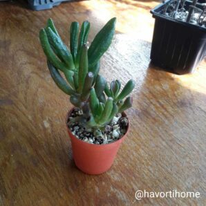 Crassula ovata Coral