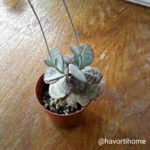 Kalanchoe figuereidoi