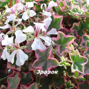 Pelargonium `L'Elegante` (D=6)-1614(208)
