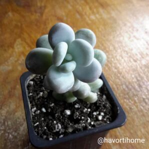 Pachyphytum oviferum