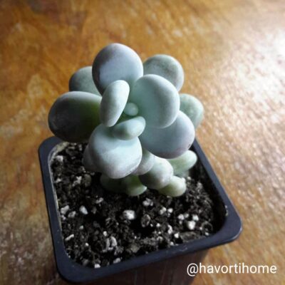 Pachyphytum oviferum