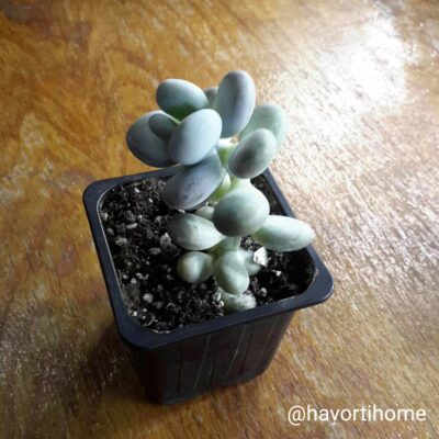 Pachyphytum oviferum
