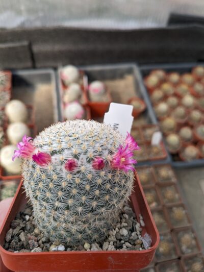 Mammillaria haageana - Зображення 2
