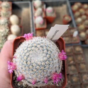 Mammillaria haageana