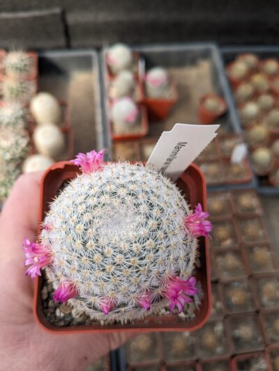 Mammillaria haageana