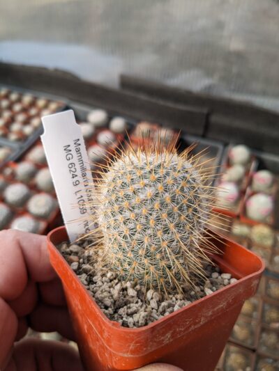Mammillaria dixanthocentron Mesa Garden 624.9 L1059 - Зображення 2