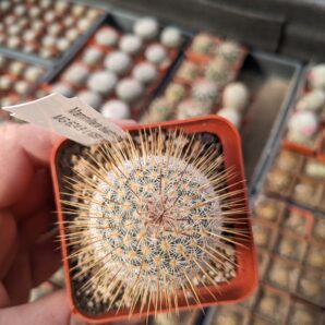 Mammillaria dixanthocentron Mesa Garden 624.9 L1059