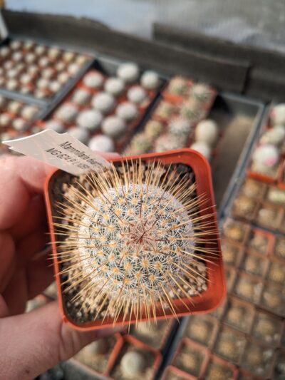 Mammillaria dixanthocentron Mesa Garden 624.9 L1059