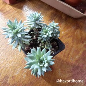 Sedeveria (Graptoveria) Fanfare