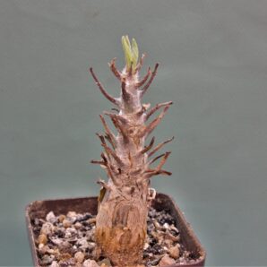 sesarmothamnus-busseanus-kenya-