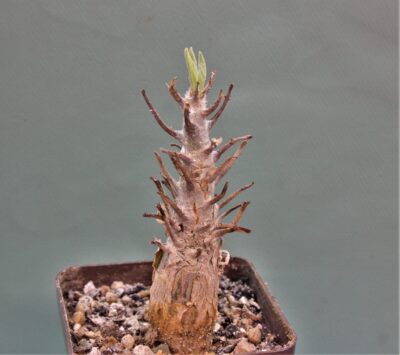 sesarmothamnus-busseanus-kenya-