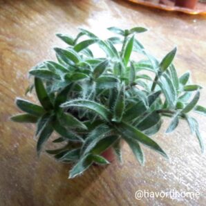 Сyanotis somaliensis