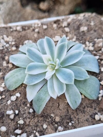 Echeveria Royal Chrysanthemum variegata
