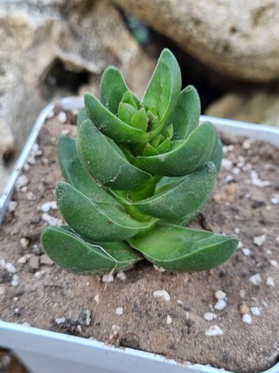 Crassula - Зображення 2