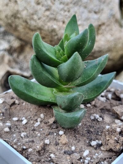 Crassula
