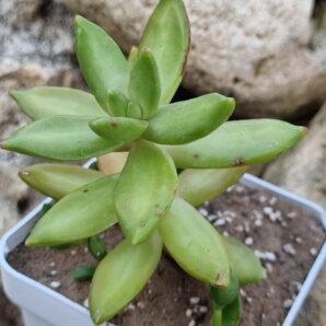 Sedum Nussbaumerianum