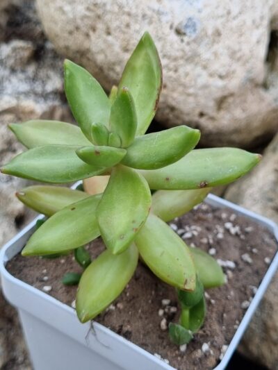 Sedum Nussbaumerianum