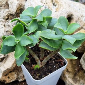 Crassula Arborescens undulatifolia