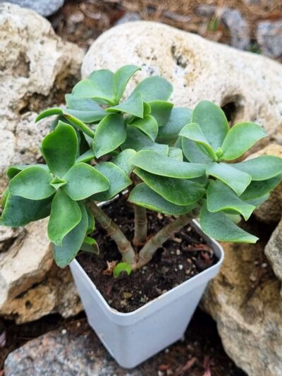Crassula Arborescens undulatifolia