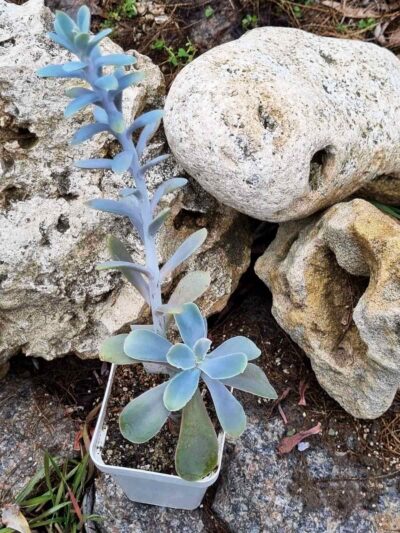 Echeveria Rio Grande - Зображення 2