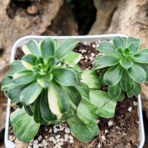 Aeonium Castello-paivai var