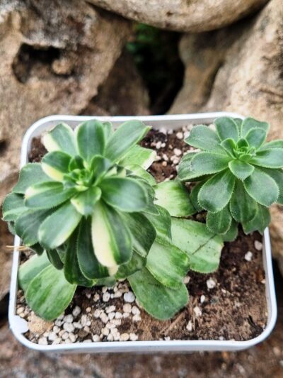 Aeonium Castello-paivai var