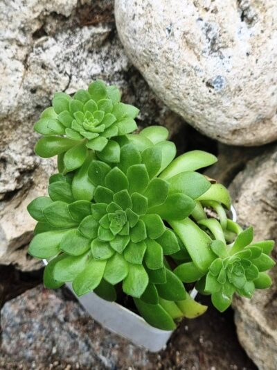 Aeonium Cupcake - Зображення 2